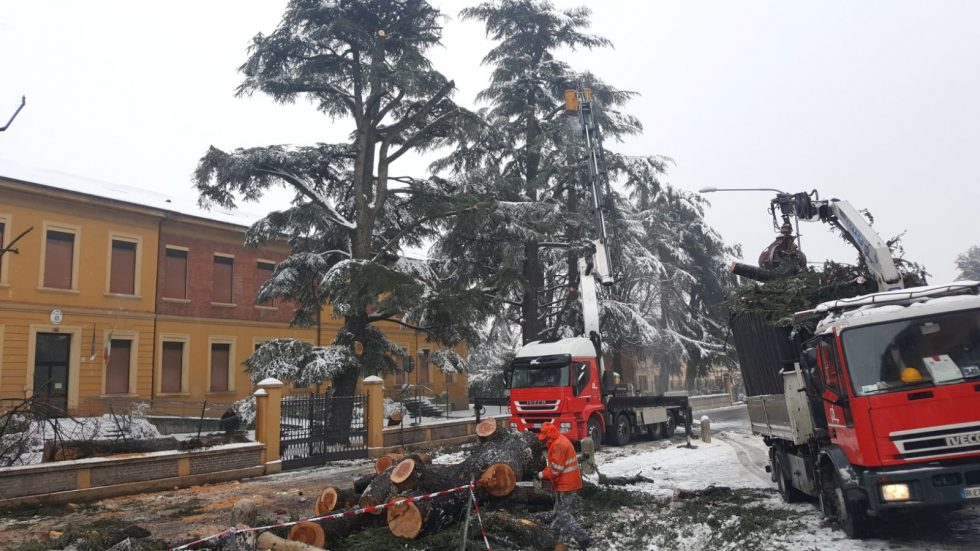 Abbattimenti e Potature Verde Urbano